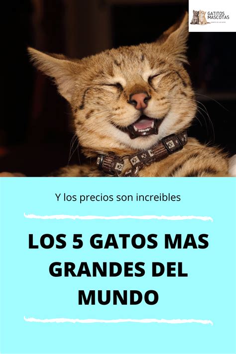 Top 5 Razas De Gatos Mas Grandes Del Mundo Razas De Gatos Gatos
