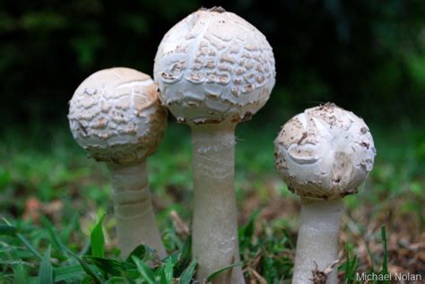 With his knife out, my escort carefully kneels down amongst the trees. Help! Why Are There Mushrooms in my Garden? — UrbanFig