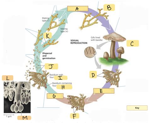 Fungi Life Cycle 3 Diagram Quizlet