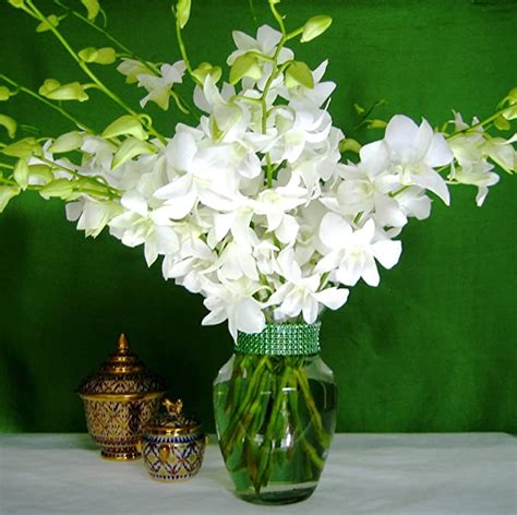 Fresh Flowers 20 Just Orchids White Dendrobium With Vase Garden And Outdoor