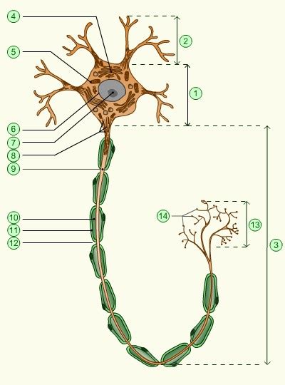 Musibiol Schéma du neurone
