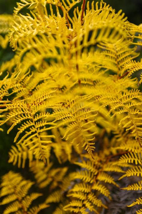 Yellow Fern In Forest Stock Photo Image Of Ferns Leaves 196643142