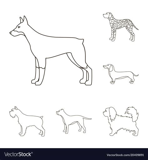 Dog Breeds Outline Icons In Set Collection For Vector Image