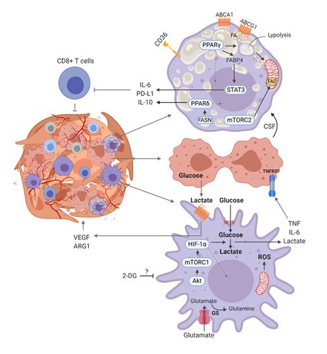 Macrophage Metabolism At The Crossroad Of Metabolic Diseases And Cancer