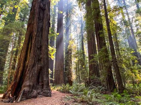 List Of 20 Where Are The Redwoods In California