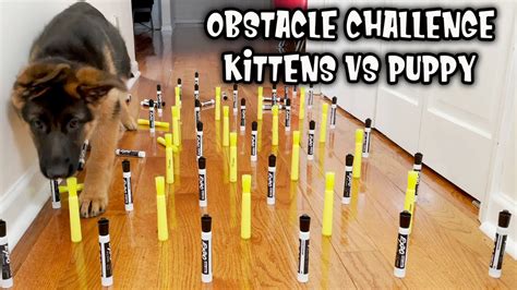 Obstacle Challenge Cat Vs Dog 😂 Funny Animal Videos British Shorthair