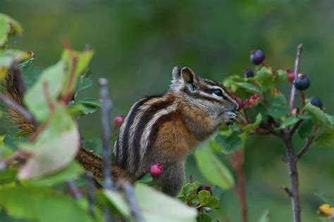 Chipmunk Eating Berries Photograph By Cascade Colors Fine Art America