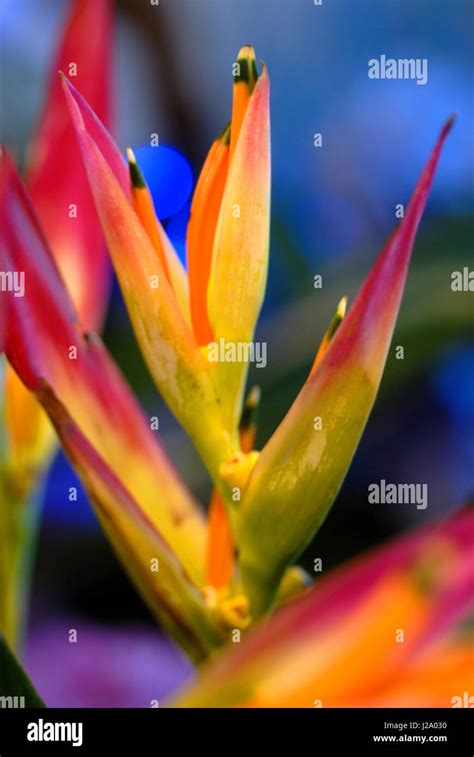 Bird of Paradise Plant / exotic plant Stock Photo - Alamy