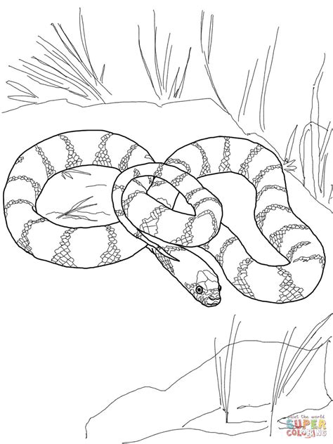 In fact snake coloring pages are counted among the most searched for animal coloring pages all over the world. California King Snake coloring page | Free Printable ...