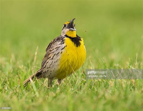 Eastern Meadowlark High Res Stock Photo Getty Images