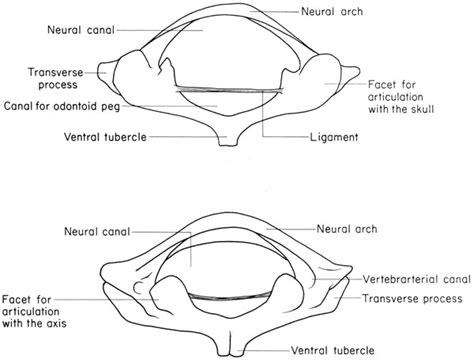 Atlas Cervical Atlas Osso Vértebra C1
