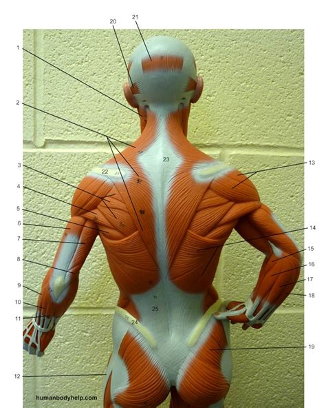 Small Muscle Model Posterior Upper Human Body Help