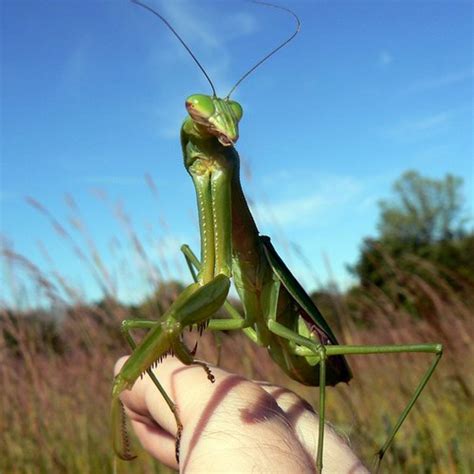 How To Care For A Pet Praying Mantis Pethelpful