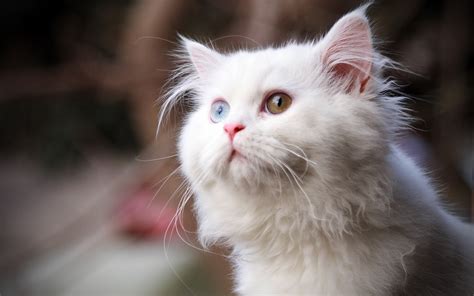 Free Wallpaper Of Lovely Animalis A White Cat Looking Upward Free