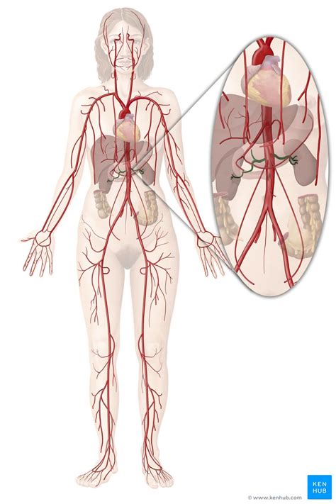 Arteria Renal Anatom A Ramas Territorio Kenhub