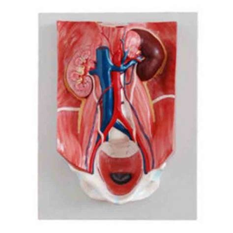 human urinary system model