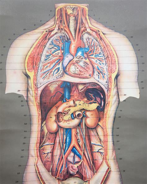 Vintage 1950s Frohse Chest And Abdomen Viscera Human Anatomy Wall Chart