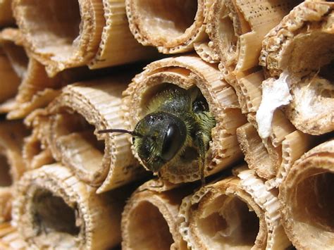 Urban Pollinators The Bee And Bee In Your Garden Or How To Help Solitary