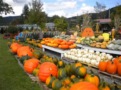 Check spelling or type a new query. Pumpkins and Fall | Mountaineer Garden Center