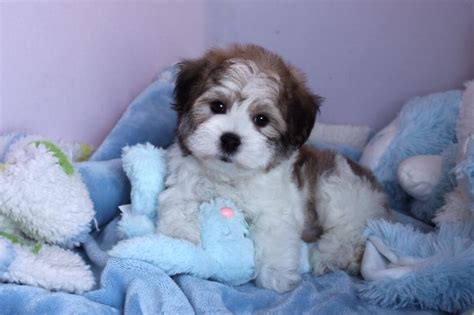 Our Nursery Of Coton De Tulear And Havanese Puppies Available By Cornerstone
