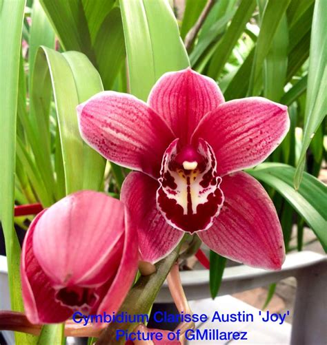 Cymbidium Clarisse Austin