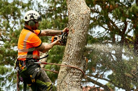 Advanced Tree Felling Techniques Used By Pros Trees Down Under