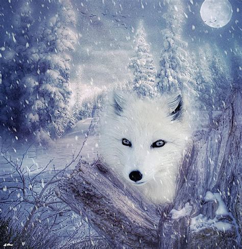 Arctic Fox Paintings Check Out Our Arctic Fox Art Selection For The