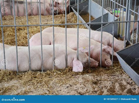 Raising Landrace Breed Of Swine On A Farm For Pork Production Three