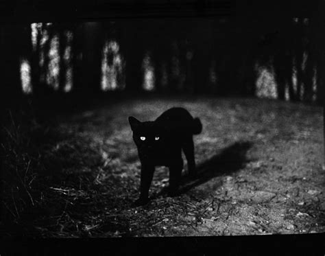 Photographer captures eerie animals in black and white