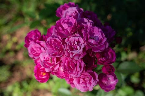 Rosas De Jardim Flores Planta Foto Gratuita No Pixabay Pixabay