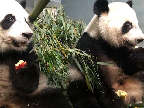 Panda Updates Monday June 17 Zoo Atlanta