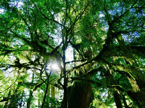Regenwaldfeeling Vancouver Island Rainforest Trail