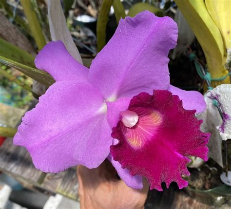 Cattleya David Fox