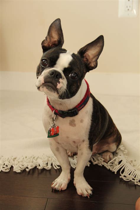 Huckleberry Our Boston Frenchie Mix At 16 Months Boston Terrier