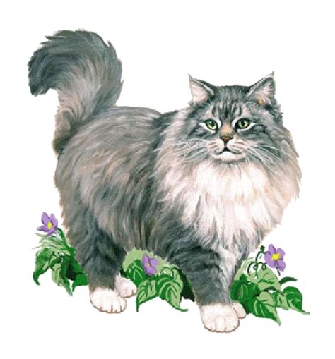 Maine Coon Cat Png Pic Png All Png All