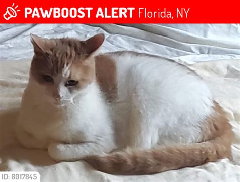 Florida Ny Lost Male Cat Bubby Is Missing Pawboost