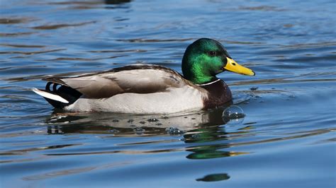 Mallard Duck