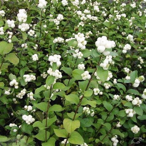 Snowberry Facts And Health Benefits