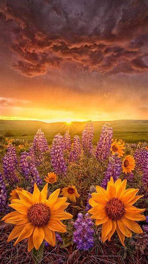 Sunset With Flowers Iphone 7 Wallpaper 750x1334