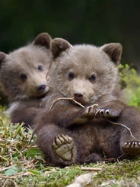 Amazingly Cute Baby Bear Pictures And More Facts Az Animals