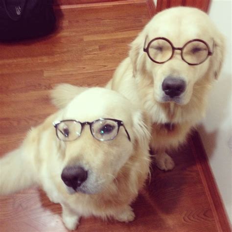 Smarty Pups Pup Dogs Make You Happy