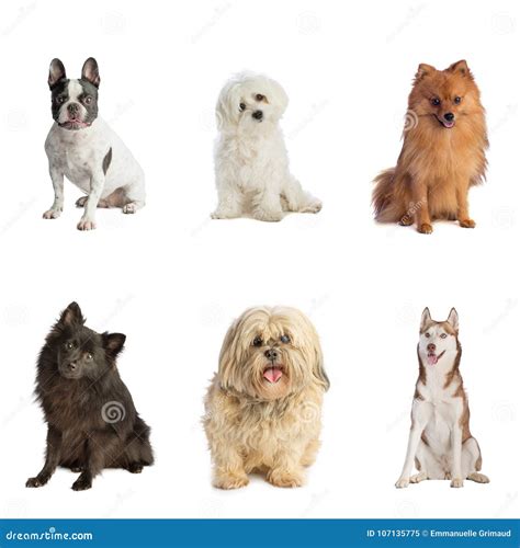 Six Dogs Siting Of Different Breeds Stock Image Image Of Adorable