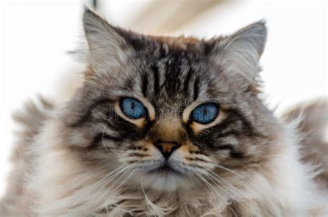 Beautiful Long Haired Cat With Blue Eyes Sitting Outside Stock Photo