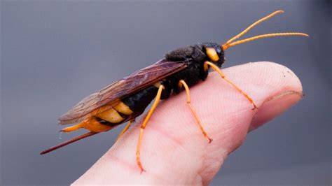What Type Of Wasp Is This Singletrack Forum