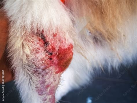 The Dermatitis Disease On Dog Legitchy And Sculptskin Problem In Dog