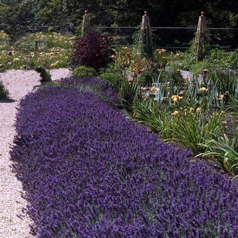 Lavender Hidcote Is One Of Our Very Best Selling Sun Perennials It