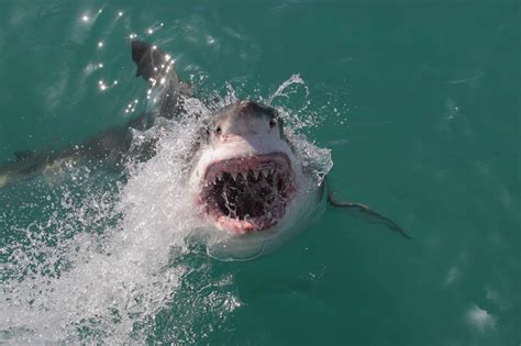 Seals Watch On As A Great White Shark Captures One Of Their Own