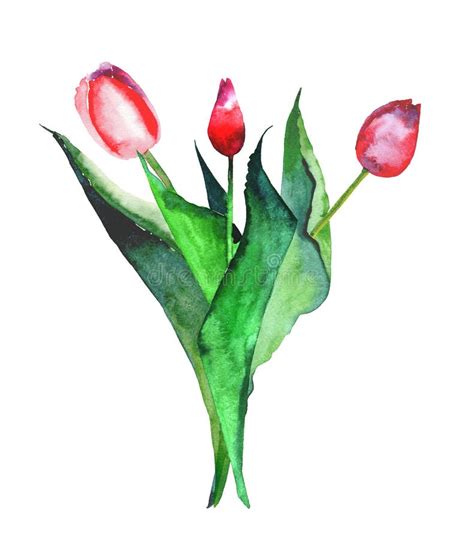 Beautiful Bright Refined Bouquet Of Three Red Tulips Watercolor Hand