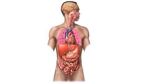 Órganos Del Cuerpo Humano Descripción Y Funcionamiento
