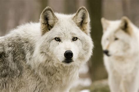 White Wolf Wolves Predators Forest Hunting Hd Wallpaper